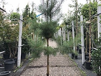3x grove den pinus sylvestris, naaldboom, wintergroen, ca. 175 cm hoog - afbeelding 1 van  4