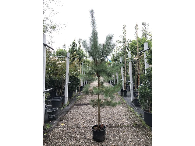 3x grove den pinus sylvestris, naaldboom, wintergroen, ca. 175 cm hoog - afbeelding 2 van  4