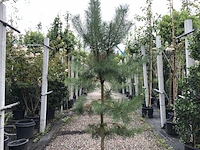 3x grove den pinus sylvestris, naaldboom, wintergroen, ca. 175 cm hoog - afbeelding 2 van  4
