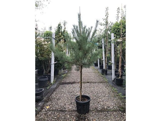 3x grove den pinus sylvestris, naaldboom, wintergroen, ca. 175 cm hoog - afbeelding 3 van  4