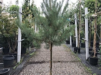 3x grove den pinus sylvestris, naaldboom, wintergroen, ca. 175 cm hoog - afbeelding 3 van  4