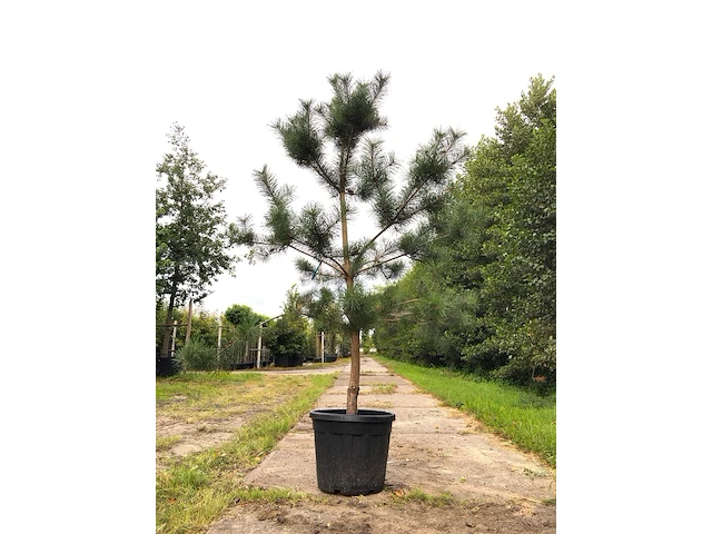 3x grove den pinus sylvestris, naaldboom, wintergroen, ca. 2 m hoog - afbeelding 1 van  4