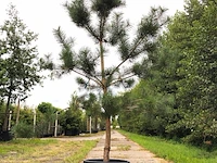 3x grove den pinus sylvestris, naaldboom, wintergroen, ca. 2 m hoog - afbeelding 1 van  4
