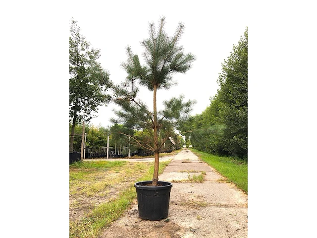 3x grove den pinus sylvestris, naaldboom, wintergroen, ca. 2 m hoog - afbeelding 2 van  4