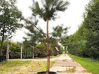3x grove den pinus sylvestris, naaldboom, wintergroen, ca. 2 m hoog - afbeelding 2 van  4