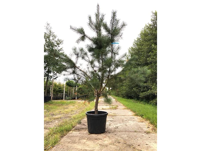 3x grove den pinus sylvestris, naaldboom, wintergroen, ca. 2 m hoog - afbeelding 3 van  4