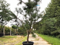 3x grove den pinus sylvestris, naaldboom, wintergroen, ca. 2 m hoog - afbeelding 3 van  4
