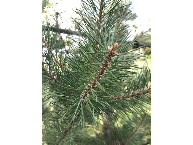 3x grove den pinus sylvestris, naaldboom, wintergroen, ca. 2 m hoog - afbeelding 4 van  4