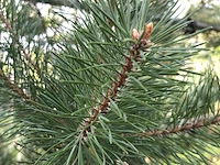 3x grove den pinus sylvestris, naaldboom, wintergroen, ca. 2 m hoog - afbeelding 4 van  4