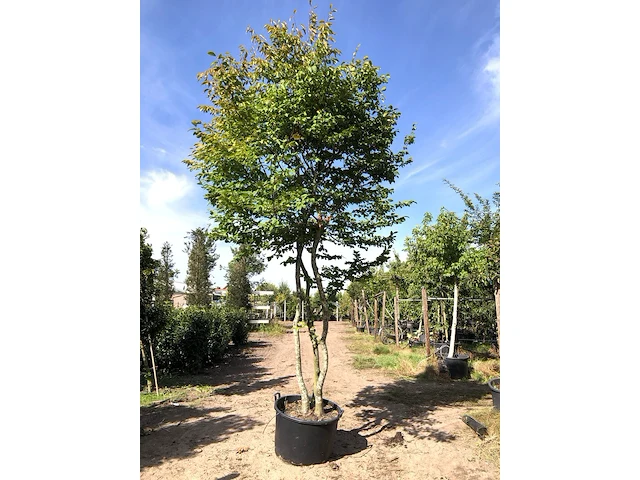 3x haagbeuk carpinus betulus, meerstammig, ca. 4 m hoog - afbeelding 1 van  3