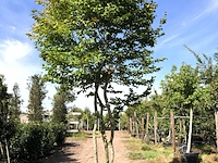 3x haagbeuk carpinus betulus, meerstammig, ca. 4 m hoog - afbeelding 1 van  3