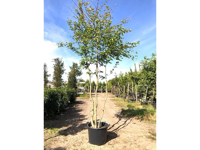 3x haagbeuk carpinus betulus, meerstammig, ca. 4 m hoog - afbeelding 2 van  3