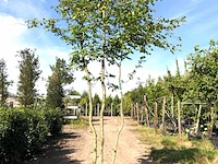 3x haagbeuk carpinus betulus, meerstammig, ca. 4 m hoog - afbeelding 2 van  3