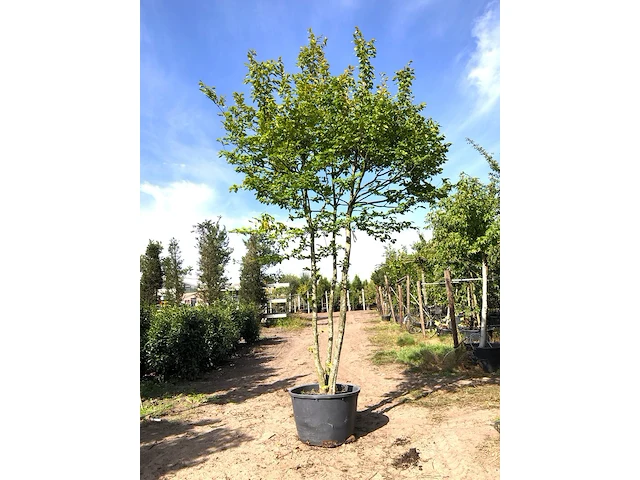 3x haagbeuk carpinus betulus, meerstammig, ca. 4 m hoog - afbeelding 3 van  3