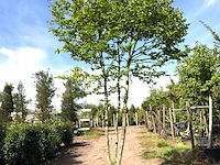 3x haagbeuk carpinus betulus, meerstammig, ca. 4 m hoog - afbeelding 3 van  3