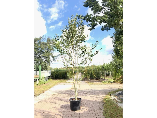 3x himalayaberk betula 'doorenbos', meerstammig, witte stam, ca. 300 cm hoog - afbeelding 1 van  3