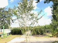 3x himalayaberk betula 'doorenbos', meerstammig, witte stam, ca. 300 cm hoog - afbeelding 1 van  3