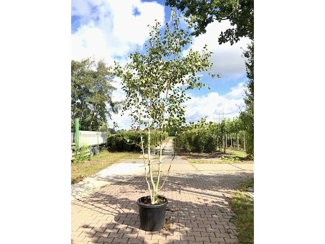 3x himalayaberk betula 'doorenbos', meerstammig, witte stam, ca. 300 cm hoog - afbeelding 2 van  3