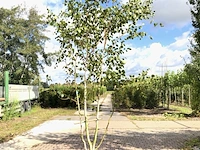 3x himalayaberk betula 'doorenbos', meerstammig, witte stam, ca. 300 cm hoog - afbeelding 2 van  3