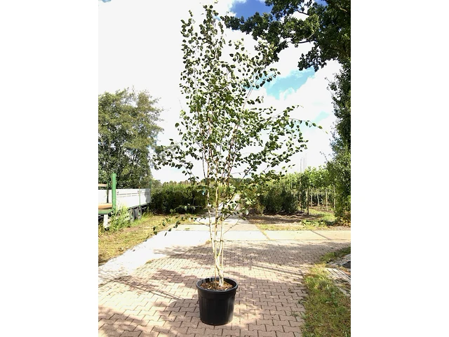3x himalayaberk betula 'doorenbos', meerstammig, witte stam, ca. 300 cm hoog - afbeelding 3 van  3