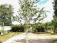 3x himalayaberk betula 'doorenbos', meerstammig, witte stam, ca. 300 cm hoog - afbeelding 3 van  3
