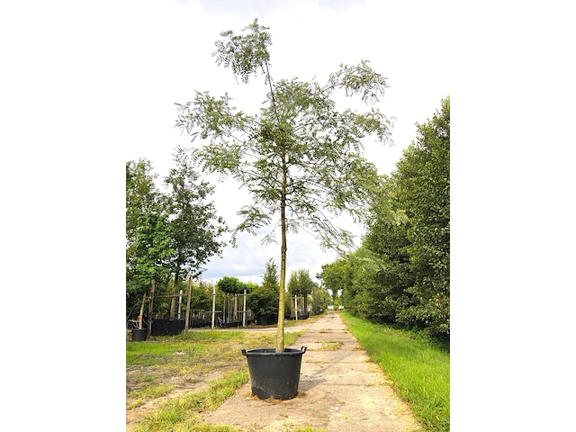 3x honingboom, sophora japonica, witte bloei, ca. 5 m hoog - afbeelding 1 van  3
