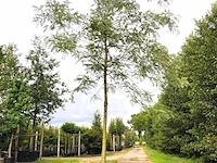 3x honingboom, sophora japonica, witte bloei, ca. 5 m hoog - afbeelding 1 van  3