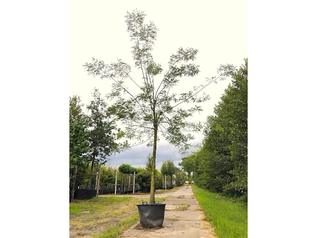 3x honingboom, sophora japonica, witte bloei, ca. 5 m hoog - afbeelding 2 van  3