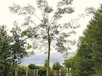 3x honingboom, sophora japonica, witte bloei, ca. 5 m hoog - afbeelding 2 van  3
