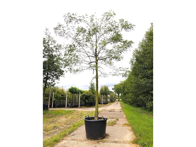 3x honingboom, sophora japonica, witte bloei, ca. 5 m hoog - afbeelding 3 van  3