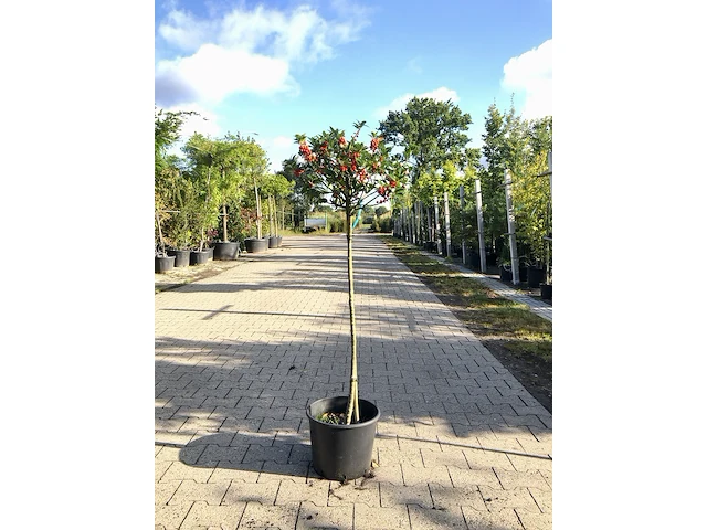 3x hulst ilex aquifolium, bolboom, wintergroen, ca. 125 cm hoog - afbeelding 1 van  3