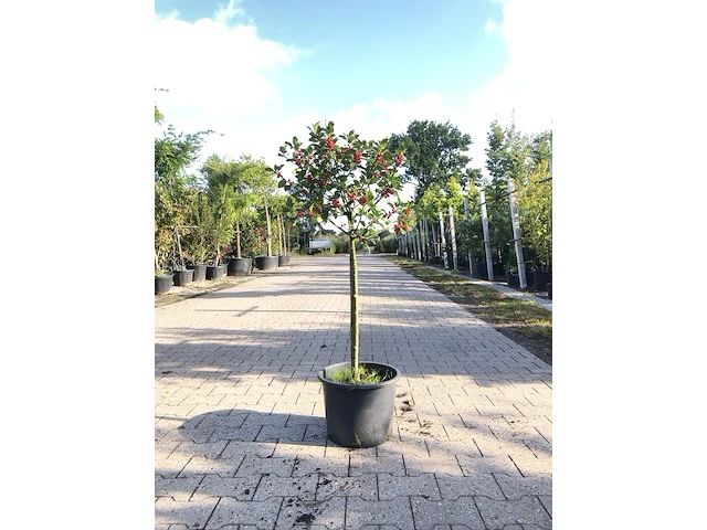 3x hulst ilex aquifolium, bolboom, wintergroen, ca. 125 cm hoog - afbeelding 2 van  3