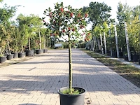 3x hulst ilex aquifolium, bolboom, wintergroen, ca. 125 cm hoog - afbeelding 2 van  3