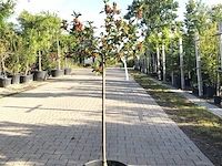 3x hulst ilex aquifolium, bolboom, wintergroen, ca. 125 cm hoog - afbeelding 3 van  3