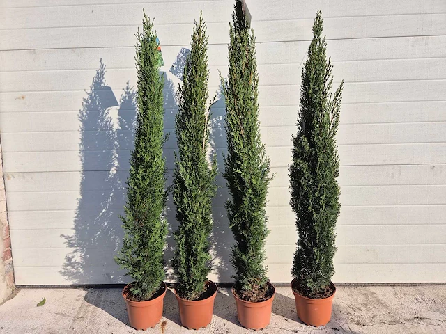 3x italiaanse cipres - mediterrane boom - cupressus simpervirens - hoogte ca. 120 cm - afbeelding 4 van  4