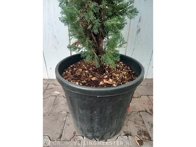 3x italiaanse cipres cupressus semp. pyramidalis - afbeelding 2 van  13
