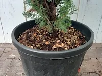 3x italiaanse cipres cupressus semp. pyramidalis - afbeelding 2 van  13