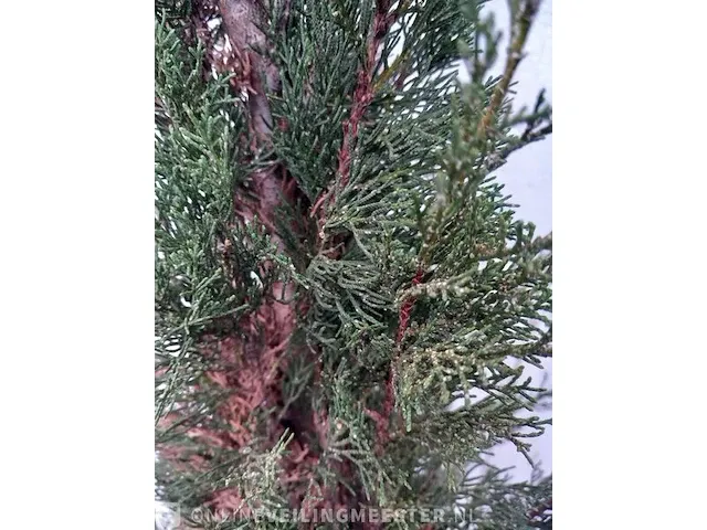 3x italiaanse cipres cupressus semp. pyramidalis - afbeelding 3 van  13