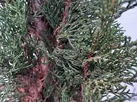 3x italiaanse cipres cupressus semp. pyramidalis - afbeelding 3 van  13