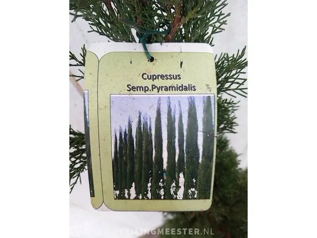 3x italiaanse cipres cupressus semp. pyramidalis - afbeelding 4 van  13