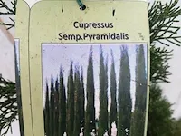 3x italiaanse cipres cupressus semp. pyramidalis - afbeelding 4 van  13