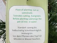 3x italiaanse cipres cupressus semp. pyramidalis - afbeelding 5 van  13
