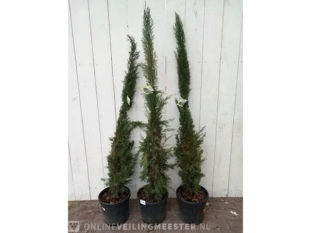 3x italiaanse cipres cupressus semp. pyramidalis - afbeelding 1 van  13