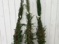 3x italiaanse cipres cupressus semp. pyramidalis - afbeelding 1 van  13