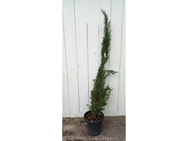 3x italiaanse cipres cupressus semp. pyramidalis - afbeelding 6 van  13