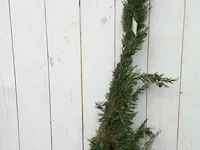 3x italiaanse cipres cupressus semp. pyramidalis - afbeelding 6 van  13