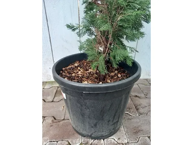 3x italiaanse cipres cupressus semp. pyramidalis - afbeelding 7 van  13