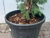 3x italiaanse cipres cupressus semp. pyramidalis - afbeelding 7 van  13