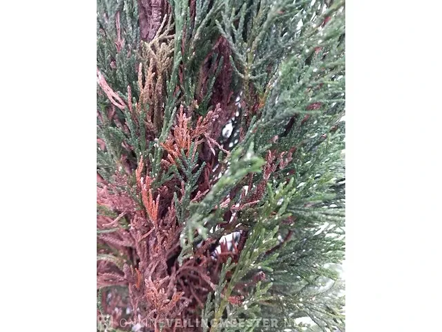 3x italiaanse cipres cupressus semp. pyramidalis - afbeelding 8 van  13
