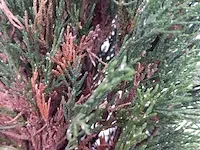 3x italiaanse cipres cupressus semp. pyramidalis - afbeelding 8 van  13